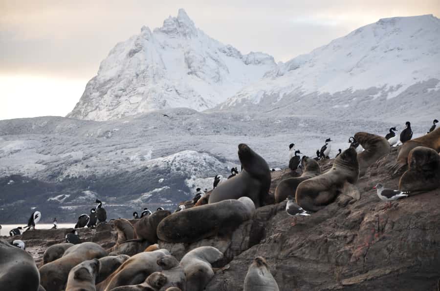 Ushuaia: Beagle Channel & Sea Wolves Island Catamaran Cruise - Starting at Ushuaia’s tourist dock
