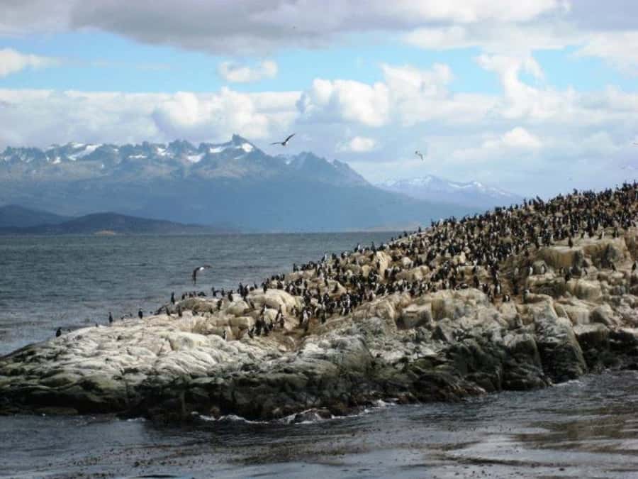 Ushuaia: Beagle Channel, Seal Island & Bridges Islands Tour - Sea lions at Los Lobos Island