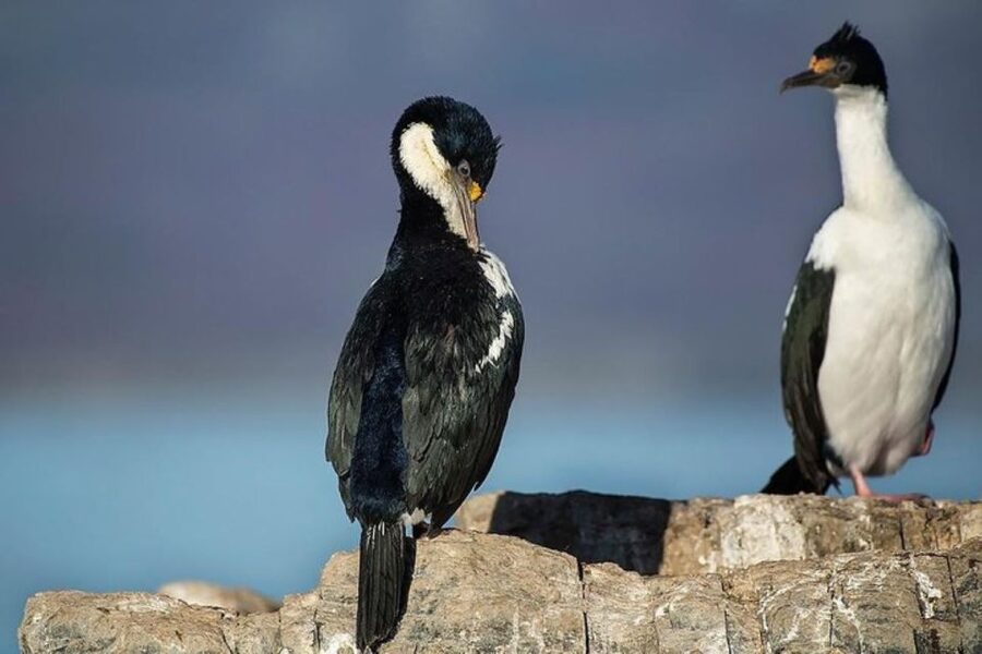 Ushuaia: Beagle Channel, Seal Island & Bridges Islands Tour - Bird Island and the black-browed albatross