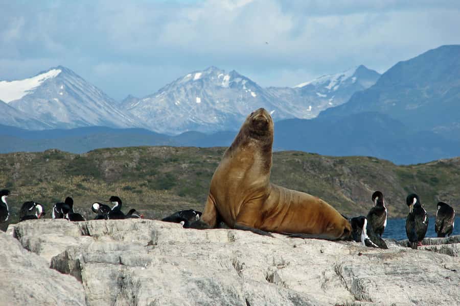 Ushuaia: Beagle Channel, Seal Island & Bridges Islands Tour - The Les Eclaireurs Lighthouse photo stop