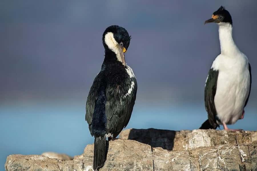 Ushuaia: Beagle Channel, Seal Island & Bridges Islands Tour - Is $88 a fair price?