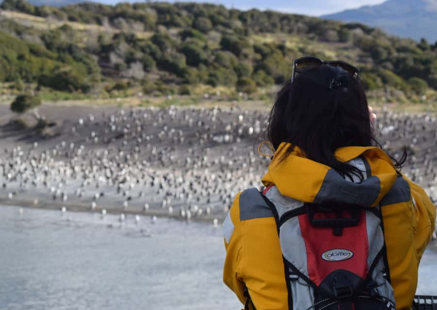 Ushuaia: Catamaran Sailing to Penguin Island - Les Eclaireurs Lighthouse and shipwreck stories