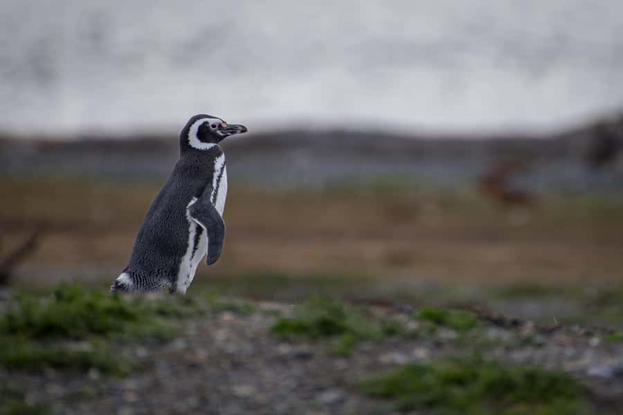Ushuaia: Catamaran Sailing to Penguin Island - Final verdict: book it for penguins, not a quick cruise