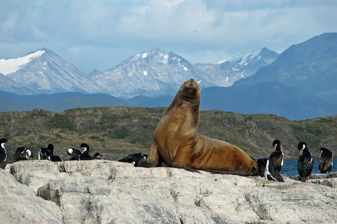 Ushuaia: Martillo Island and Walk Among Penguins Full-Day Tour - Why Martillo Island Is the Main Event