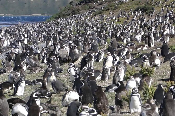 Ushuaia: Martillo Island and Walk Among Penguins Full-Day Tour - Bird Island, Sea Lion Island, and the Lighthouse