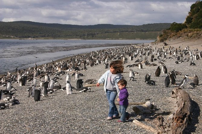 Ushuaia: Martillo Island and Walk Among Penguins Full-Day Tour - The Optional Estancia Harberton Visit