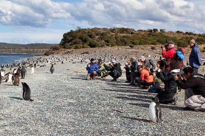 Ushuaia: Martillo Island and Walk Among Penguins Full-Day Tour - Reaching the Island by Semi-Rigid Boat