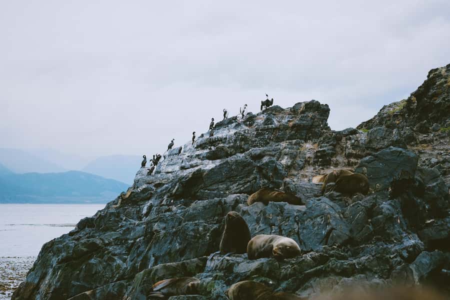USHUAIA | Navigation: Sea Lions, Birds and Lighthouse - Bird Island and the Fuegian seabirds