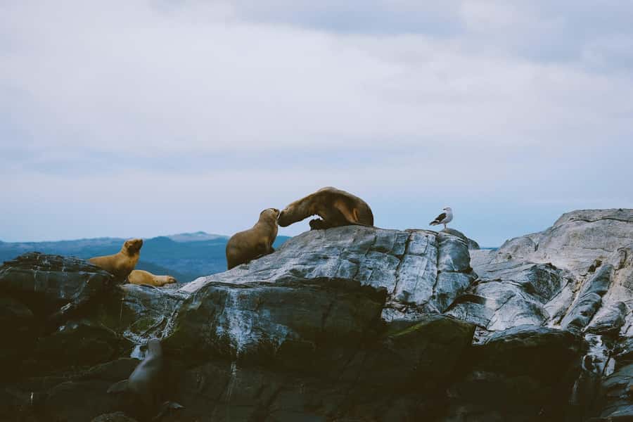 USHUAIA | Navigation: Sea Lions, Birds and Lighthouse - Crossing the Beagle Channel for the first hour