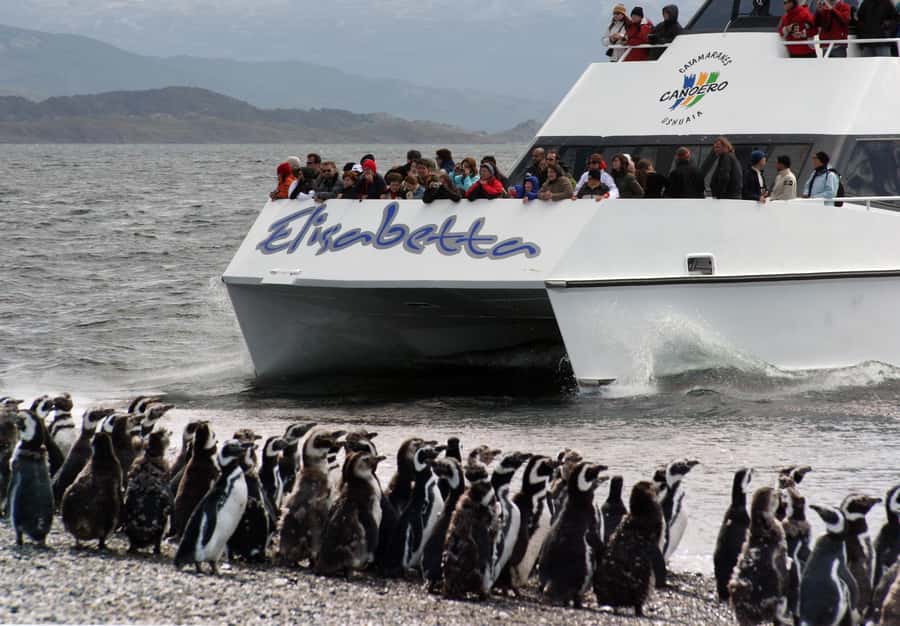 Ushuaia: Penguin Watching Tour by Catamaran - Key points to know before sailing