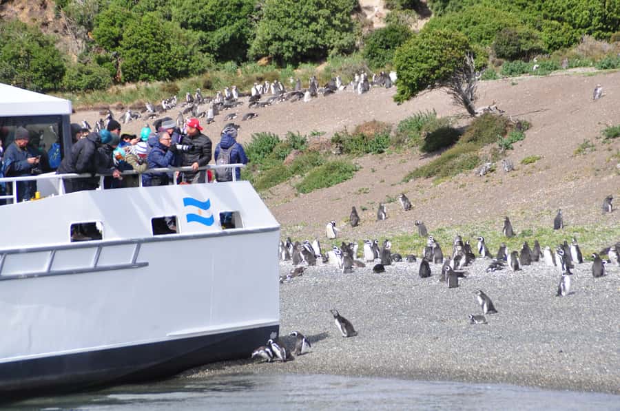 Ushuaia: Penguin Watching Tour by Catamaran - What this Ushuaia penguin cruise is really like