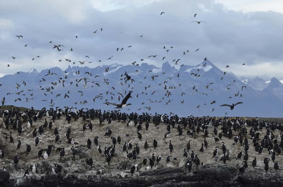 Ushuaia: Penguin Watching Tour by Catamaran - Is the $180 price fair?
