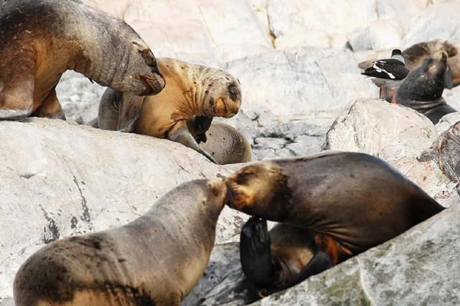 Ushuaia: Sailing Beagle Channel to the Penguin Colony - Key points to know before booking