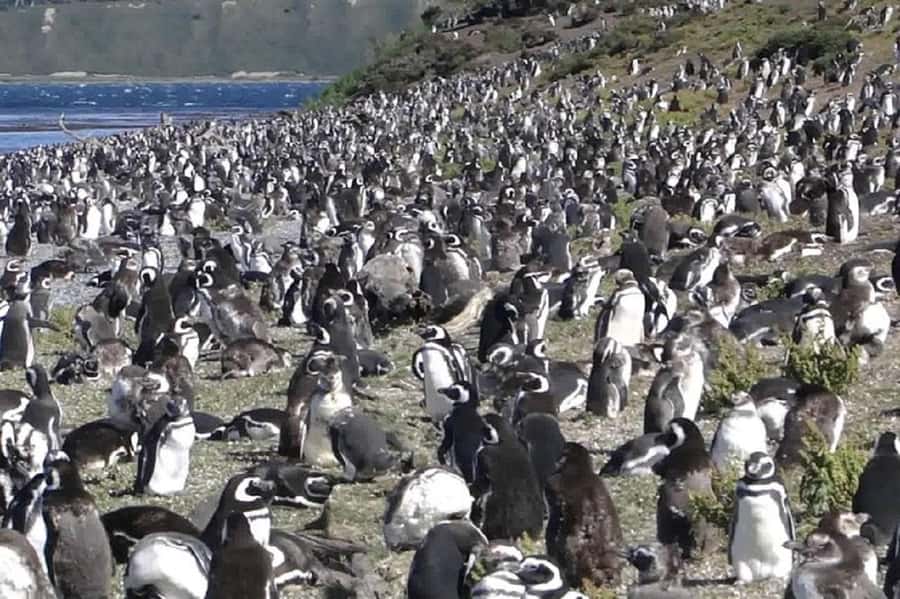 Ushuaia: Sailing Beagle Channel to the Penguin Colony - Los Lobos Island and the sea lions
