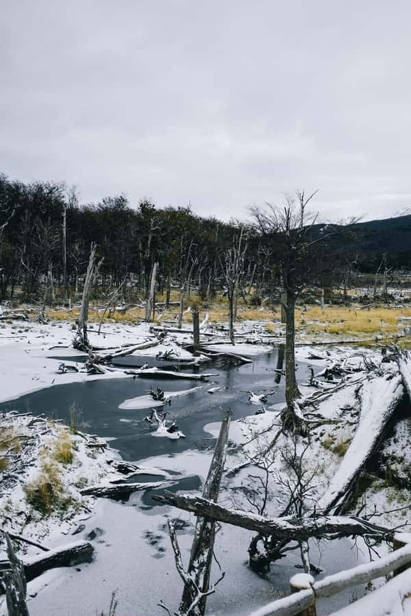 USHUAIA | Tierra del Fuego National Park & Optional Train - The short ride from Ushuaia to the park entrance