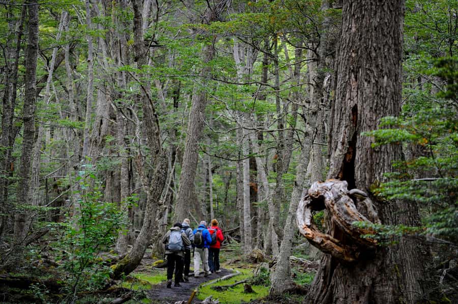 Ushuaia: Tierra del Fuego National Park Tour with Lunch - Weather, Clothing, and Walking Conditions