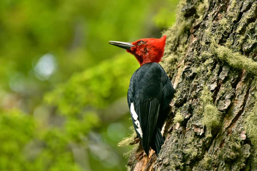 Ushuaia: Tierra del Fuego National Park Tour with Lunch - How the Six Hours Are Spent