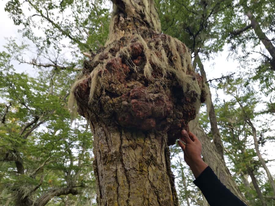 Ushuaia: Visit to Escondido and Fagnano Lakes PM - Practical Tips for a Better Afternoon