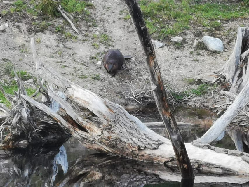 Ushuaia: Visit to Escondido and Fagnano Lakes PM - A Moderate Walk Through Native Country