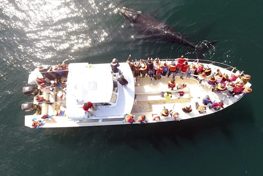 Valdes Peninsula: Full Day with Whale Watching - The early road to Valdés Peninsula