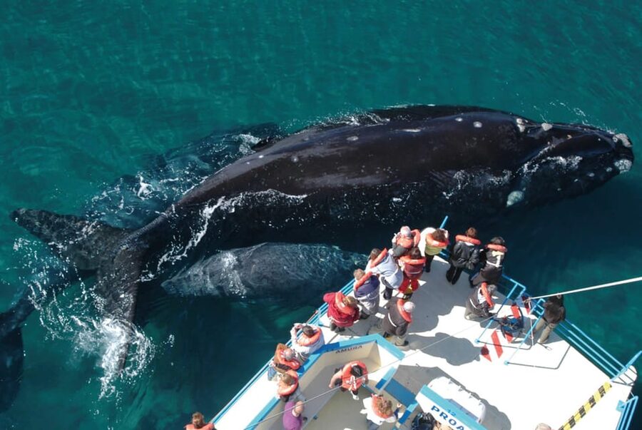 Valdes Peninsula: Full Day with Whale Watching - Puerto Pirámides and the seasonal boat trip