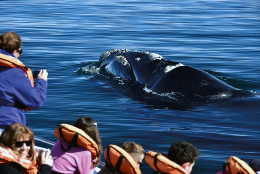 Valdes Peninsula: Full Day with Whale Watching - The Carlos Ameghino Interpretation Center