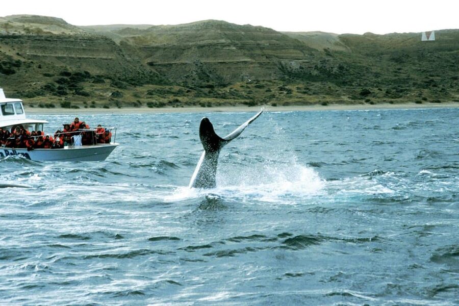 Valdes Peninsula: Full Day with Whale Watching - Is $298 a fair price?