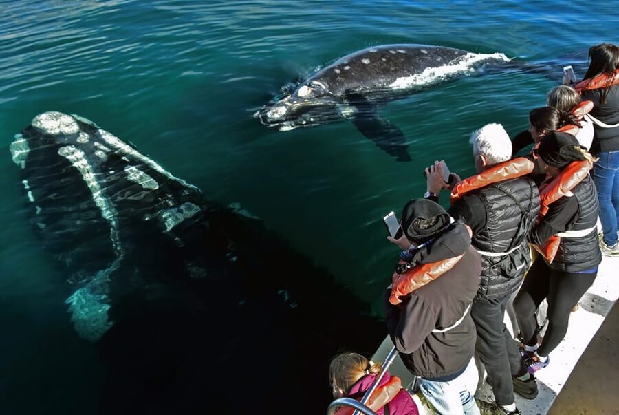 Valdes Peninsula: Full Day with Whale Watching - Comfort, timing, and who should take it