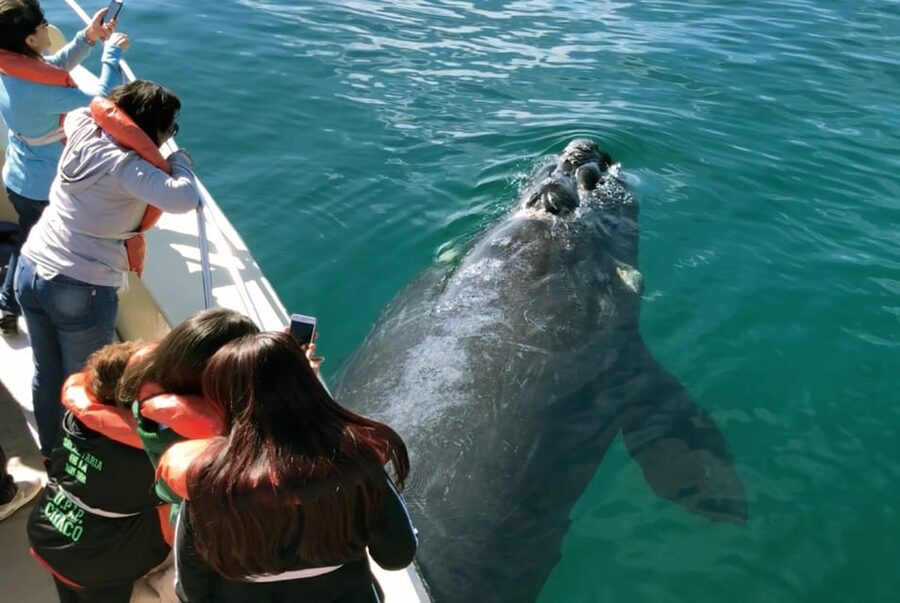Valdes Peninsula: Full Day with Whale Watching - Should you book the Valdés Peninsula day trip?