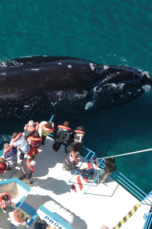 Valdes Peninsula: Full Day with Whale Watching - Caleta Valdés and Punta Cantor