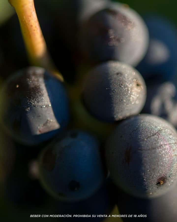 Visit & Tasting at Salentein + Lunch at La Azul - Should you book Visit and Tasting at Salentein plus Lunch at La Azul?