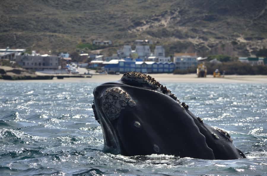 Whale Watching Boat - Key points to know before sailing