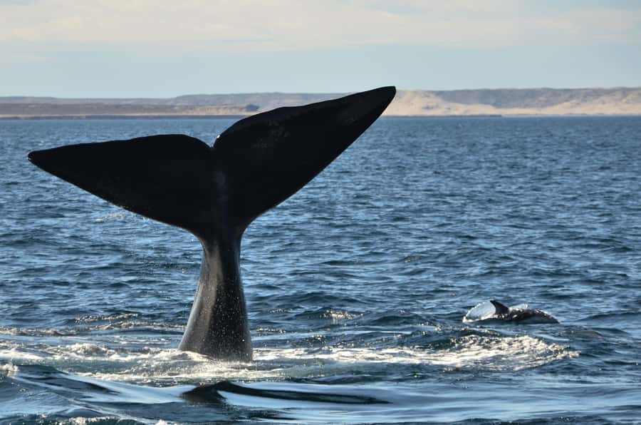 Whale Watching Boat - Puerto Pirámides, the starting point for the whale trip