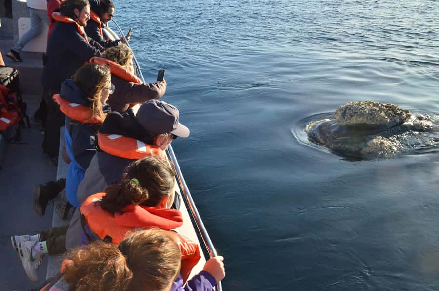 Whale Watching Boat - What the licensed guide adds