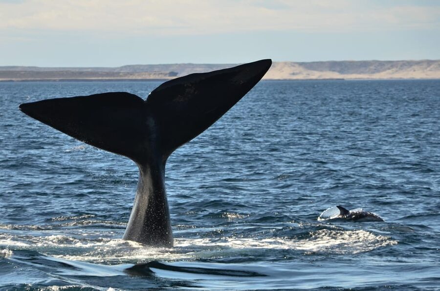 Whale Watching Boat - Should you book the Puerto Pirámides whale boat?