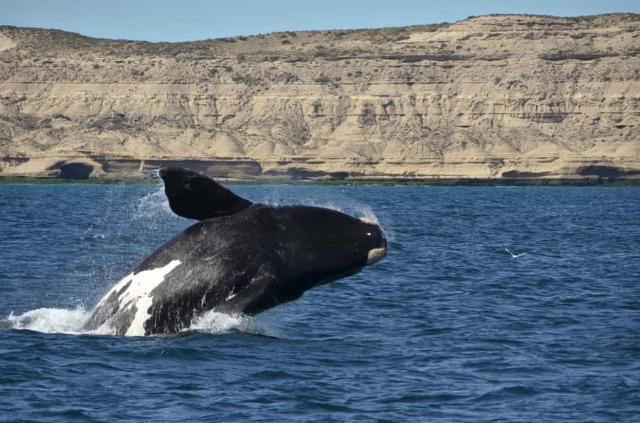 Whale Watching Boat - Ninety minutes among Southern Right Whales