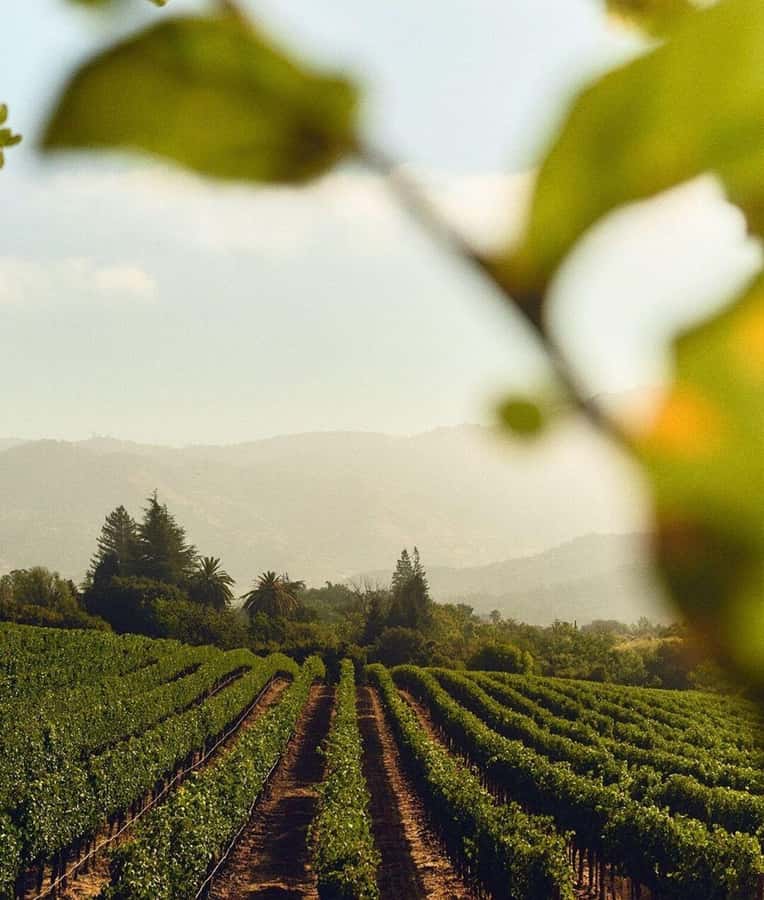 Wine Icons: Meet the sparkling world of Chandon - The lunch question in Luján de Cuyo