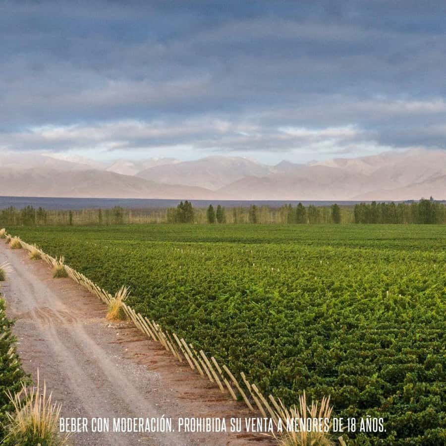Wine Icons: Meet the sparkling world of Chandon - Who will enjoy this most