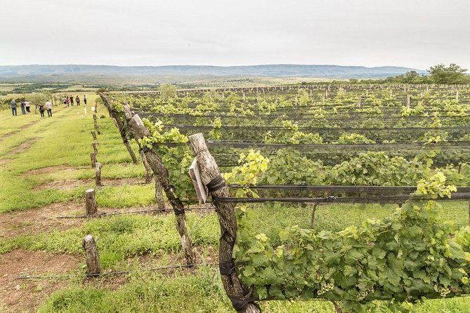 Wine Tour Privado a Calamuchita, Córdoba - Argentina - Key details that shape the day