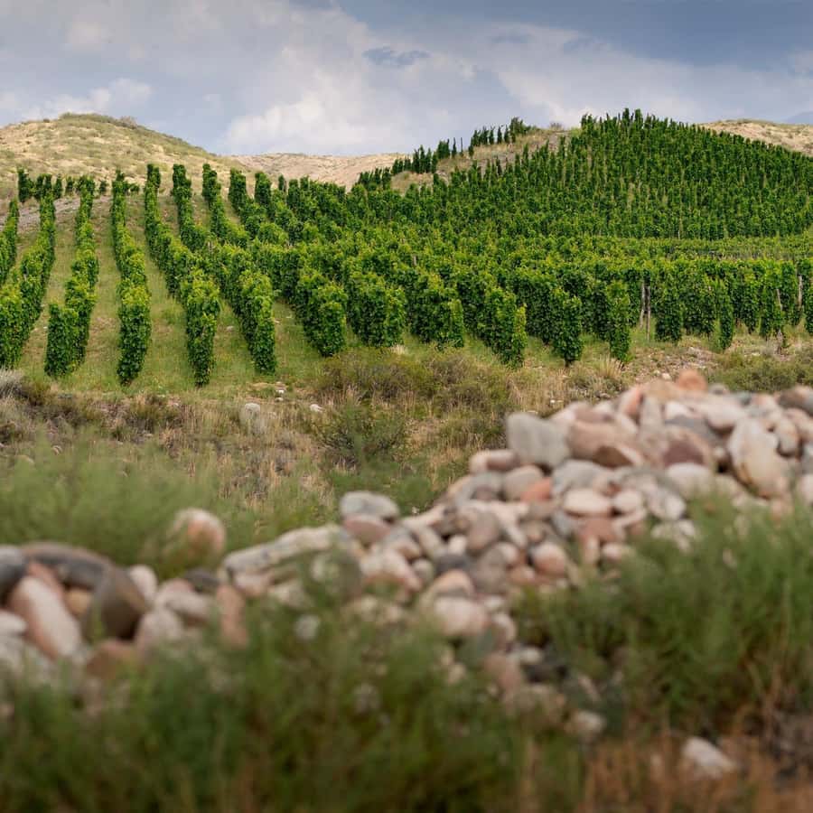 Zuccardi Full Paired Lunch at Piedra Infinita in Uco Valley - Service, language, and the pace of the day
