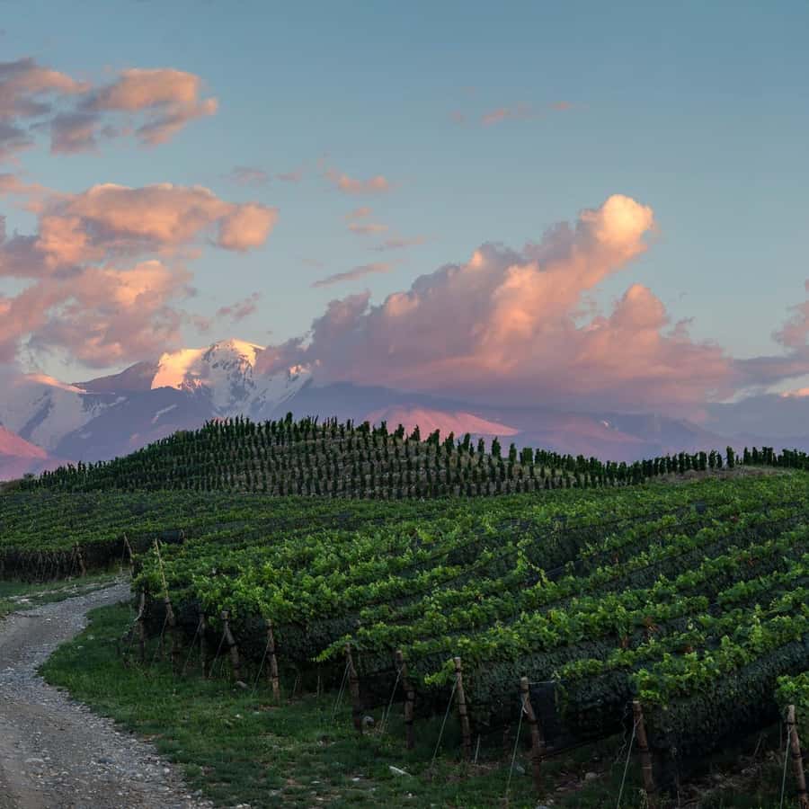 Zuccardi Legacy: A Journey Through Uco Valley’s Finest - Key points to know before you go